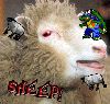 sheep-1_-_Neo.gif